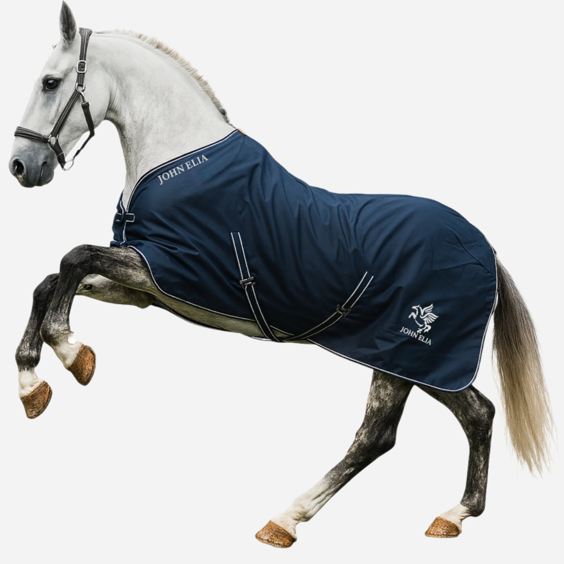 White horse wearing a blue John Elia rug on a white background