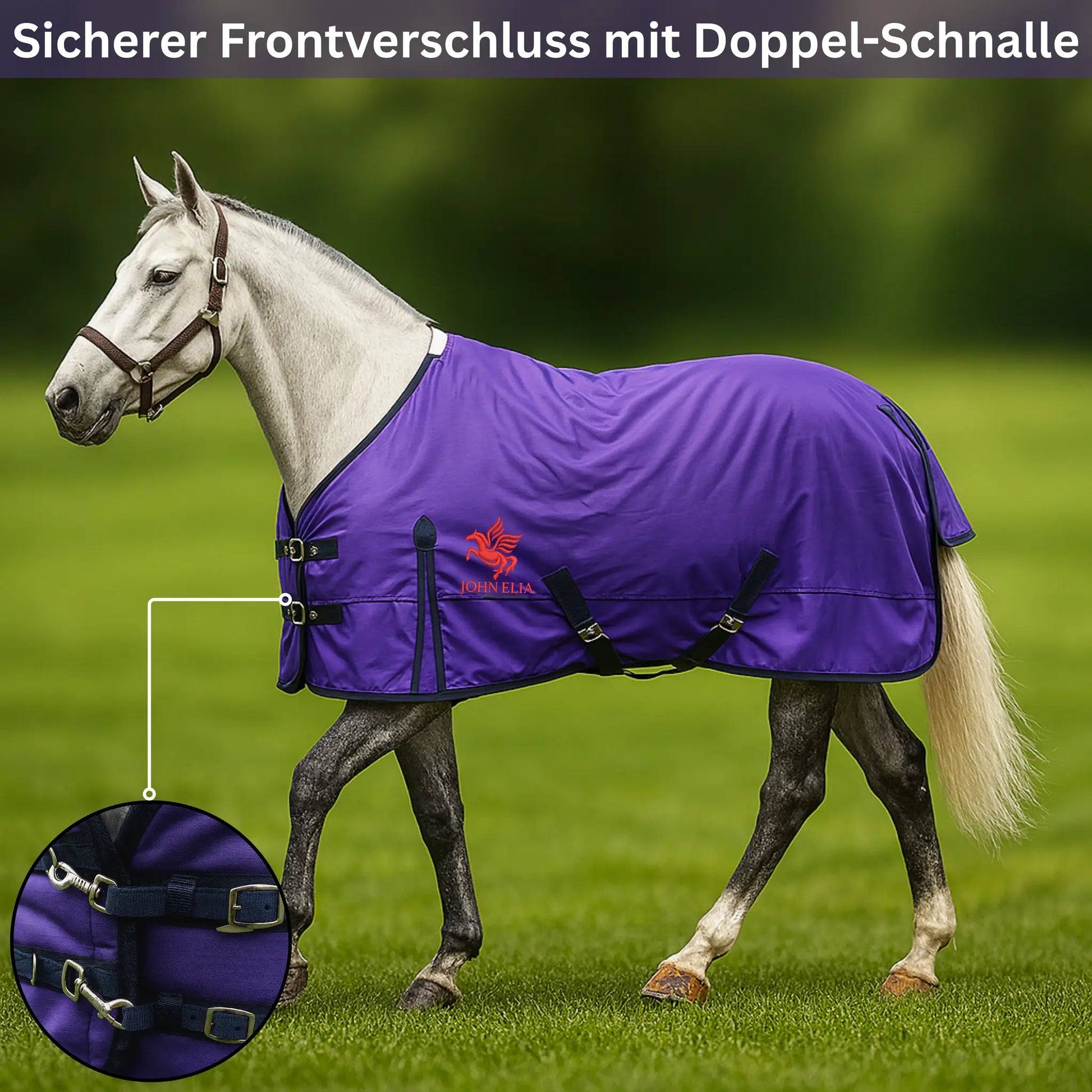 Horse wearing a purple blanket with a double buckle on a grassy field